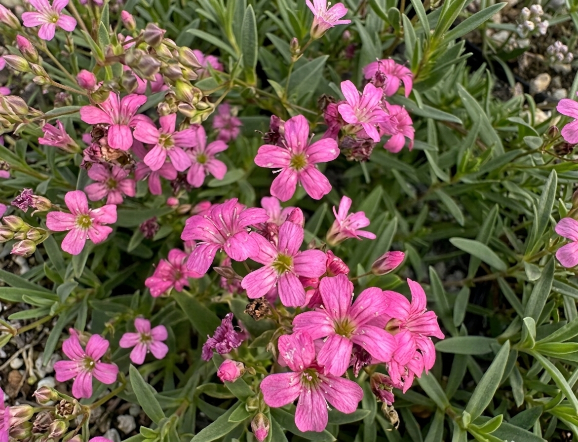 Gypsophila repens 'Ruby Gems'